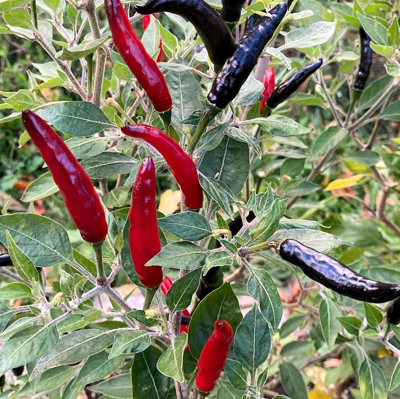 Wilson's Vietnamese Devil HOT Pepper