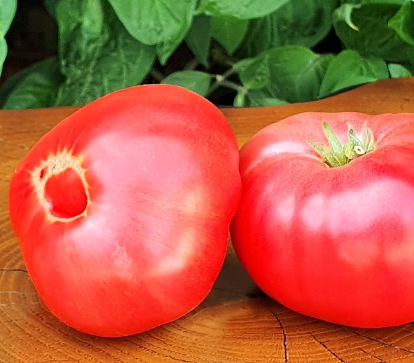 Dwarf Chili Chick’s Wonder