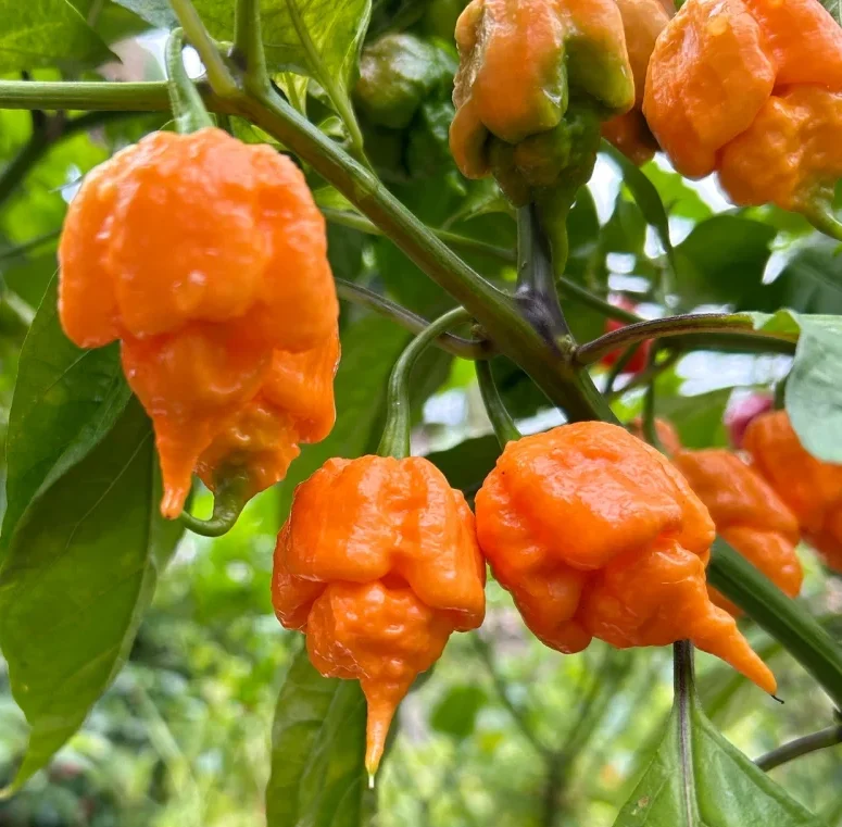 Trinidad Scorpian, Orange (Super hot!)