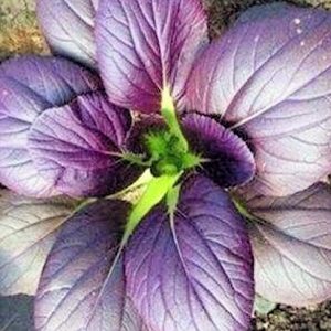 Purple Pak Choi (4-pack)