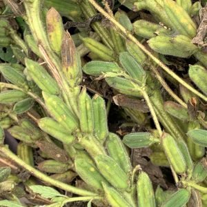 Sesame, Shirogoma White (4-Pack)