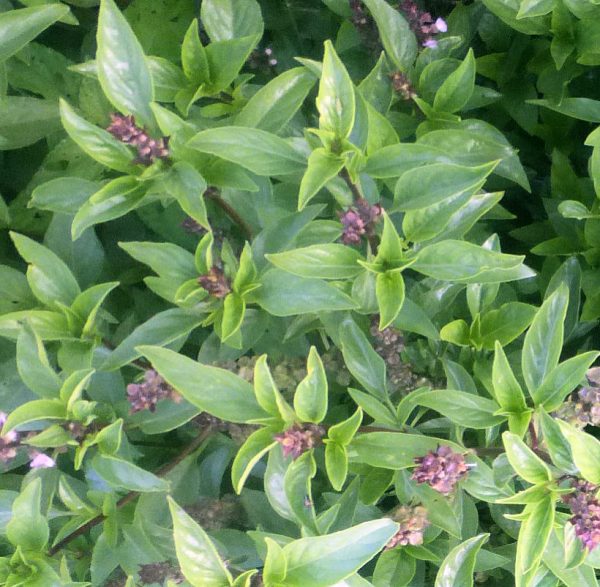 Sweet Thai Basil